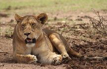 6-day Private Camping Safari Tour from Kilimanjaro Airport