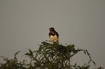 Private 7-Day Tanzania Camping Safari