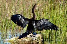 Private River Of Grass Everglades Airboat Adventure