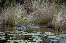 Private River Of Grass Everglades Airboat Adventure