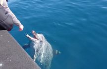 Noosa National Park & Dolphin adventure