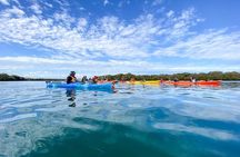 Adelaide Dolphin Sanctuary and Ships Graveyard Kayak Tour