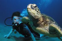 Intro/Refresher Dive Swim Ability Required