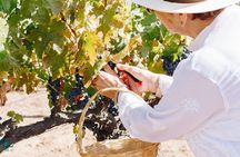 Tasting and tour through the vineyard