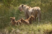 3 Days Tarangire, Ngorongoro & Lake Manyara Group Camping Safari