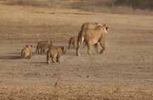 5 Days Group Camping Safari 