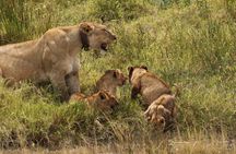 3 Days Tarangire, Ngorongoro & Lake Manyara Group Camping Safari