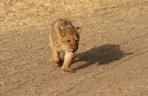 3 Days Tarangire, Ngorongoro & Lake Manyara Group Camping Safari