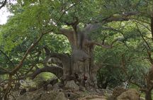 Hike to Taiq Cave - Sinkhole and Baobab forest