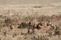 5-Day private Camping Safari Tour in Tanzania
