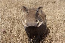 5-Day private Camping Safari Tour in Tanzania