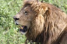 4 Days Group Camping Safari