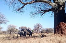 4-Day Safari Tarangire Serengeti and Ngorongoro