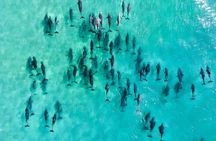 Inner Reef Explorer - 30 minute Reef Scenic Flight