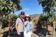"Valle de Guadalupe", Live, Enjoy and Meet the Golden Valley