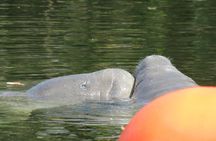 Small Group Manatee Discovery Kayak Tour near Orlando