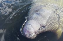 Small Group Manatee Discovery Kayak Tour near Orlando
