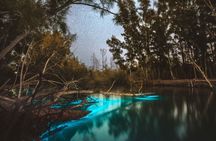 Bioluminescent Clear Kayak Tours in Titusville