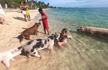 Ultimate SeaXscape Pigs/Turtles/Snorkel/Lunch/Drinks/PU/DO