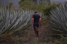 Mezcal Tour Oaxaca
