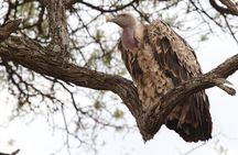 2 Days Tarangire and Ngorongoro Group Camping Safari