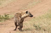 2 Days Tarangire and Ngorongoro Group Camping Safari
