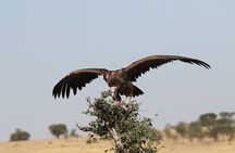 2 Days Tarangire and Ngorongoro Group Camping Safari