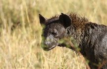2 Days Tarangire and Ngorongoro Group Camping Safari