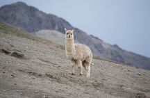 Vinicunca Rainbow Mountain Tour