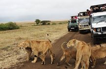 3 days Luxury Safari Tour in Tanzania