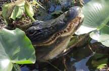  60 Minute Small Group Semi Private Everglades River Of Grass Airboat Charter