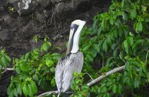 Martinique : Anse Coralienne & Tortues