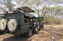 Full-Day Serengeti Tour from Mwanza