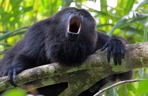 Monkey River Tour (with transportation from Hopkins)