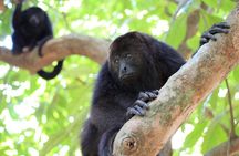 Monkey River Tour (with transportation from Hopkins)