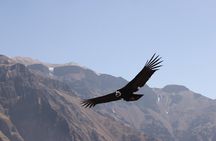 2-Day Colca Canyon, Vicuna Reserve and Condors from Arequipa