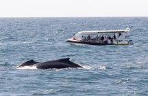 Mooloolaba Whale Watching Tour
