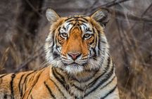 Gypsy Safari (Foriegn National)- Ranthambore National Park