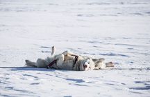 Fun & Easy Dog Sledding Adventure - Early Bird 08:10