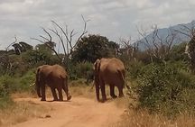 4 Days Safari to Amboseli N/P, Tsavo East N/P.