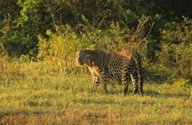 Yala National Park (block 5 & 6) Safari PRIVATE Tours
