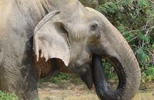 Yala National Park (block 5 & 6) Safari PRIVATE Tours