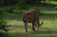 From Ella: YALA SAFARI TOUR & Galle/Mirissa/Tangalle transfer