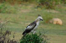 From Ella: YALA SAFARI TOUR & Galle/Mirissa/Tangalle transfer