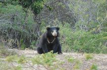 From Ella: YALA SAFARI TOUR & Galle/Mirissa/Tangalle transfer
