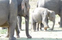 From Ella: YALA SAFARI TOUR & Galle/Mirissa/Tangalle transfer