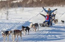Advanced Dog Sledding at Camp Tamok