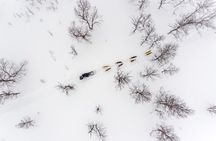 Advanced Dog Sledding at Camp Tamok