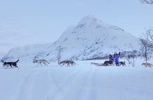 Advanced Dog Sledding at Camp Tamok