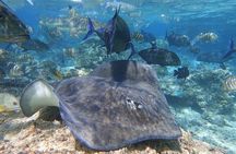 Sea Scooter Jet Snorkeling: Sharks, Rays & Coral Gardens